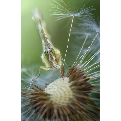 Laowa 100mm f/2.8 2X Ultra Macro APO Lens for Canon EF